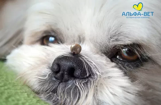 КЛЕЩИ ЗИМОЙ!? СЕРЬЕЗНО!?