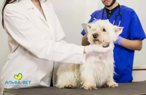 “Еще утром всё было нормально, а к вечеру животное страдает от боли”. Что делать, если у питомца камни в мочевом пузыре?