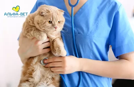 “Можем даже подержать пациента на ручках”. Каких питомцев направляют в стационар, а кого туда не возьмут?