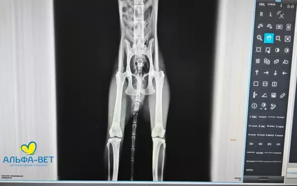 РЕНТГЕНОДИАГНОСТИКА: КАК ВИДЕТЬ ТО, ЧТО СКРЫТО