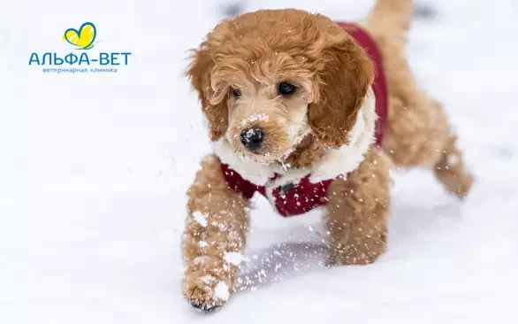 5 ПРИЗНАКОВ ОБМОРОЖЕНИЯ