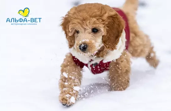 5 ПРИЗНАКОВ ОБМОРОЖЕНИЯ