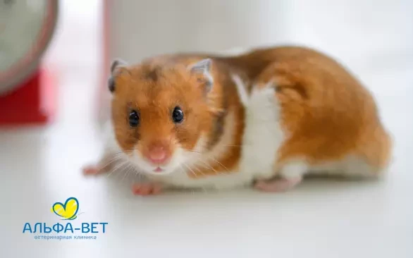 “Хомячок врезался в кроссовок, испугался и умер”. Что нужно знать, если решили завести дома грызуна?