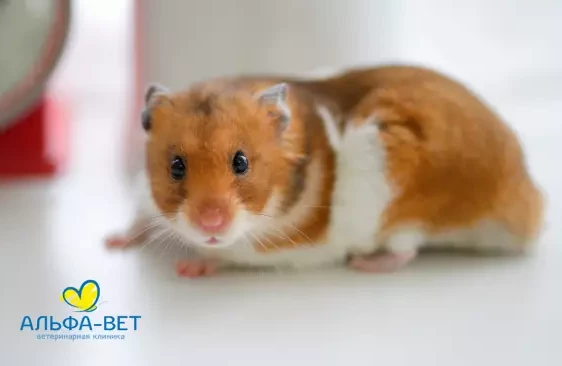 “Хомячок врезался в кроссовок, испугался и умер”. Что нужно знать, если решили завести дома грызуна?