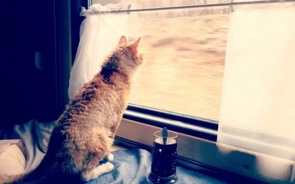 В Беларуси меняют правила провоза в поездах домашних животных.