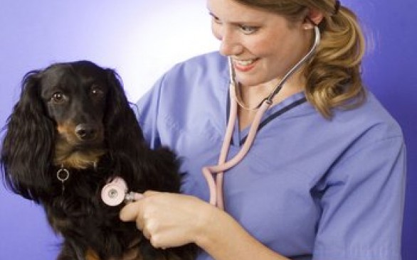 Подготовка к посещению ветеринарной клиники