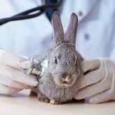 Первичный прием специалиста по экзотическим животным