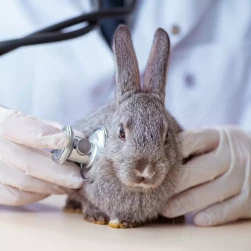 Первичный прием специалиста по экзотическим животным