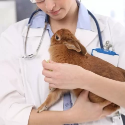 Повторный прием специалиста по экзотическим животным