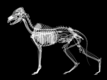 Рентгенологическое исследование животного (1 снимок)