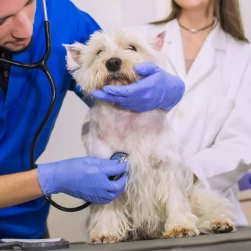 Повторный прием кардиолога