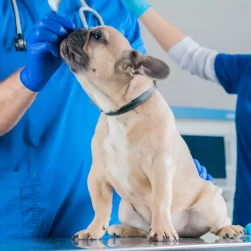 Повторный прием травматолога-ортопеда