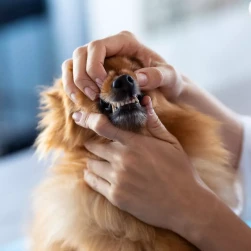 Первичный прием стоматолога