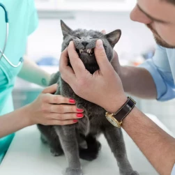 Повторный прием стоматолога