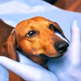 Первичный прием эндокринолога