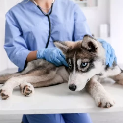 Первичный прием нефролога