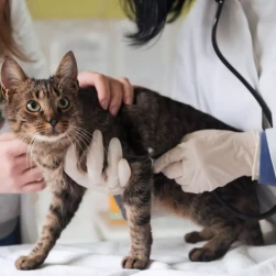 Повторный прием нефролога