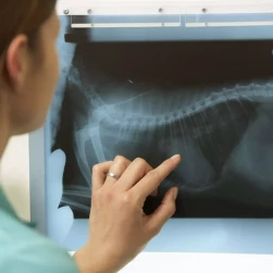 Консультация по рентгеновскому снимку/снимкам без письменного заключения