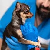 Первичный прием хирурга