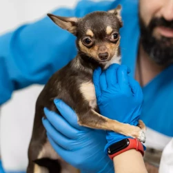 Повторный прием хирурга