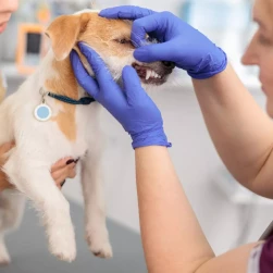 Консультация стоматолога