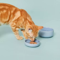 Составление рациона (клинического)