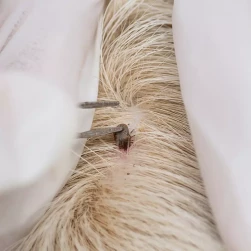 Удаление клеща (простое)