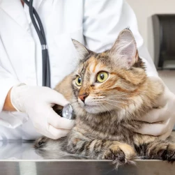 Первичный прием ведущего онколога