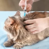 Пассивная иммунизация