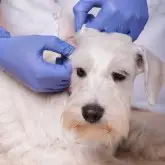 Первичный прием дерматолога