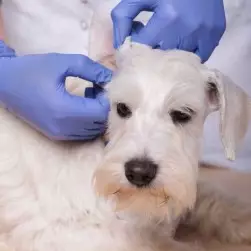 Первичный прием дерматолога