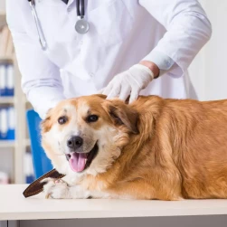 Повторный прием дерматолога