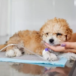 Подкожная инфузия (без стоимости расходных материалов)