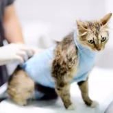 Кастрация (овариогистерэктомия) здоровой кошки (без стоимости анестезии)