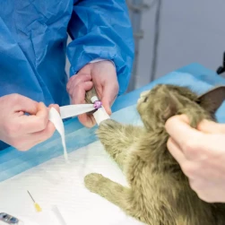 Постановка в/в катетера