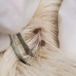 Удаление клеща (сложное)