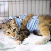 Кастрация кошки (овариогистерэктомия) осложненная (без стоимости анестезии)